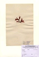 藏品(Grateloupia sp.)的圖片